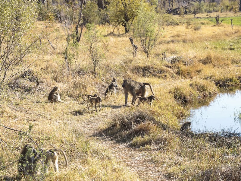 Photo 1 at Moremi Game Reserve in 
