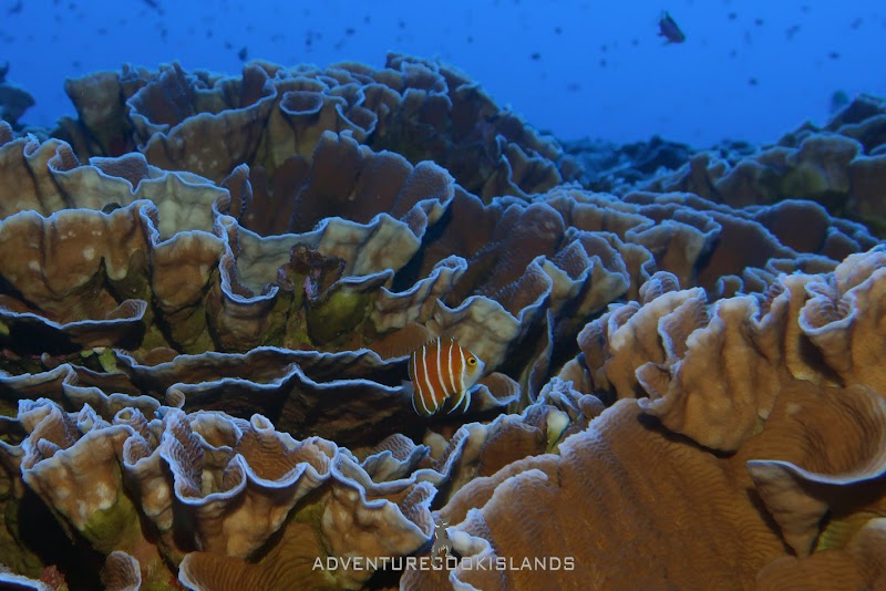 Photo 4 at Adventure Cook Islands Ltd in Rarotonga