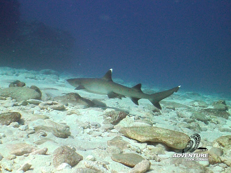 Photo 2 at Adventure Cook Islands Ltd in Rarotonga