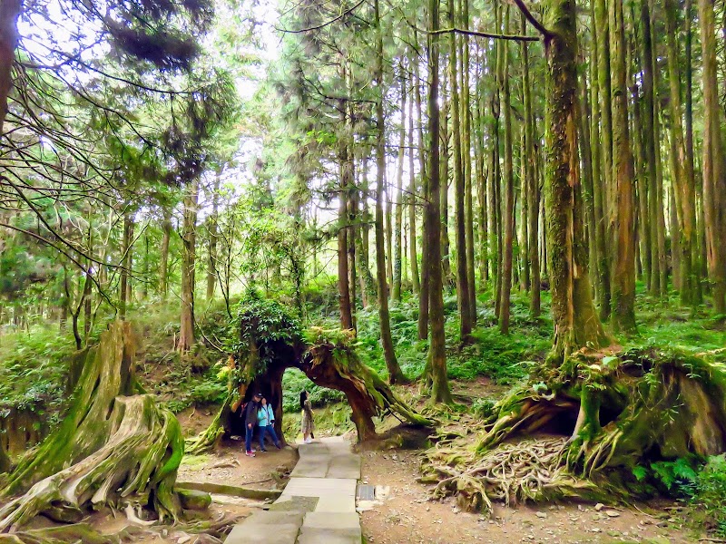 Photo 5 at Alishan National Forest Recreation Area in 