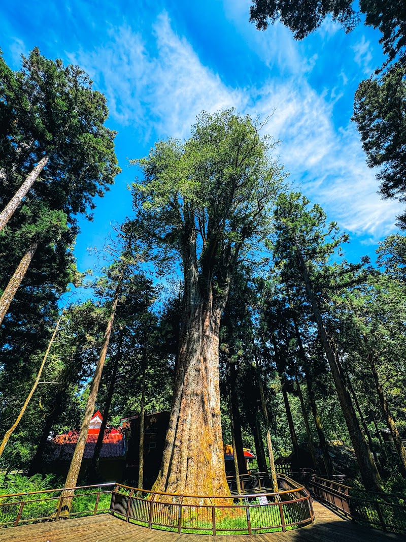 Photo 1 at Alishan National Forest Recreation Area in 