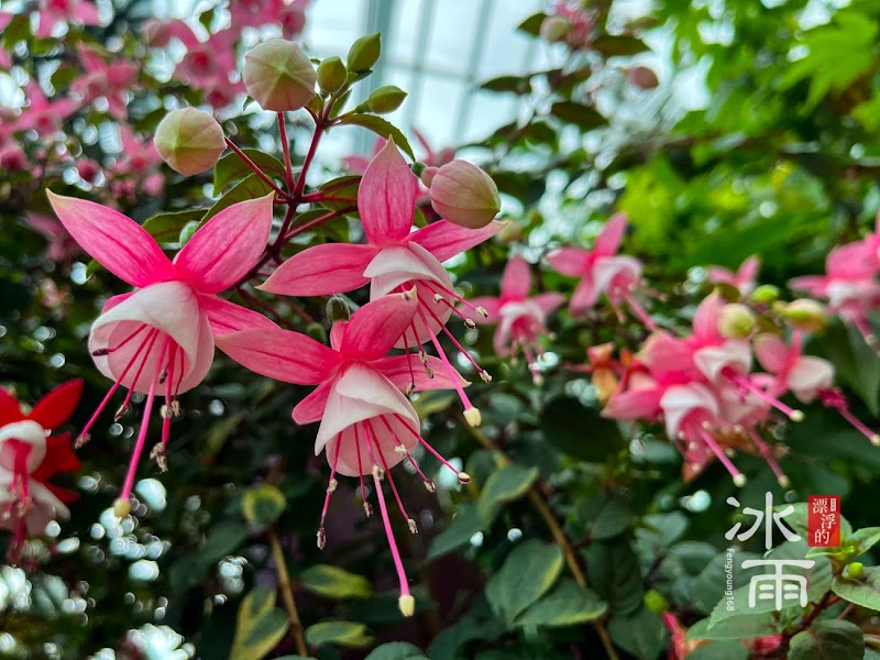 Photo 4 at Flower Dome in Singapore