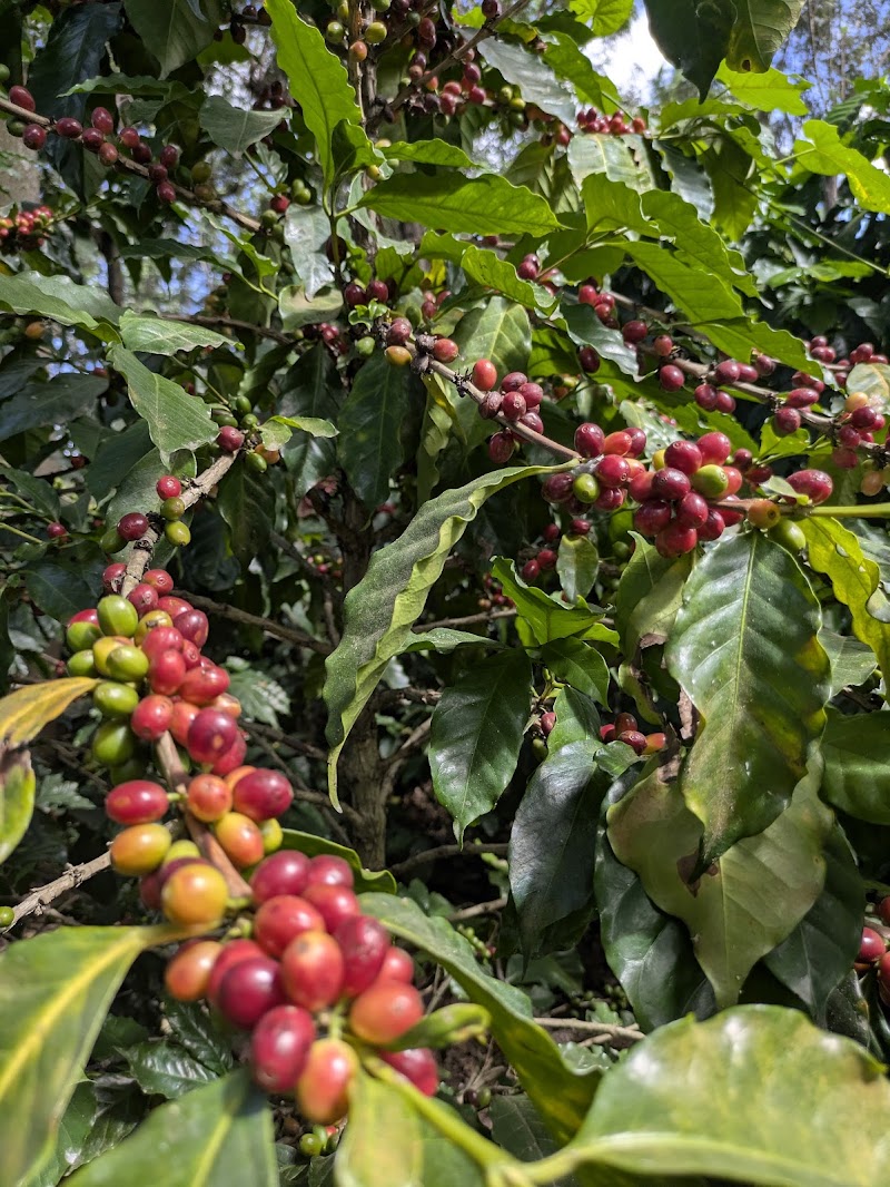 Photo 3 at Finca La Azotea in Guatemala