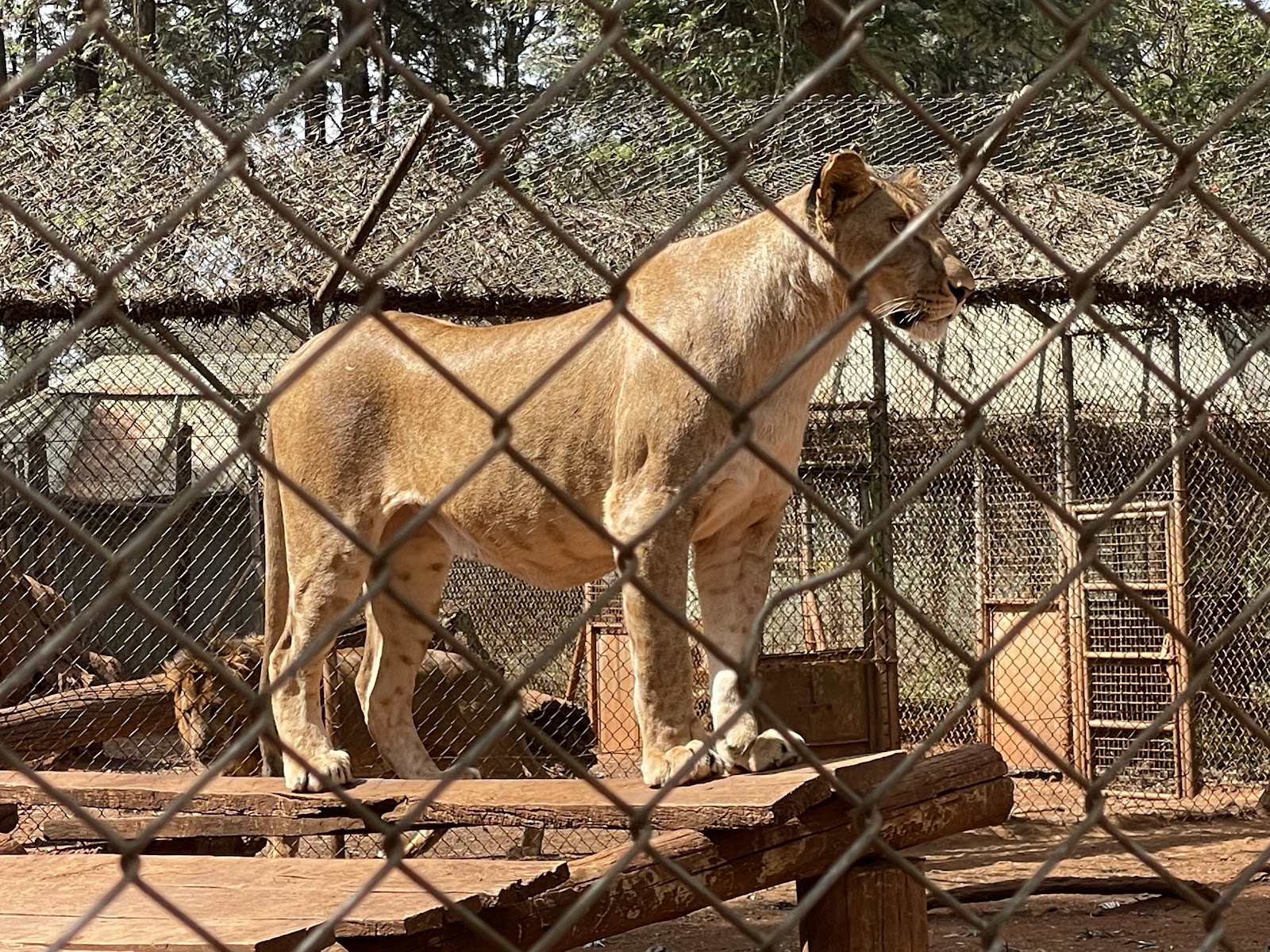 Nairobi Animal Orphanage in Nairobi