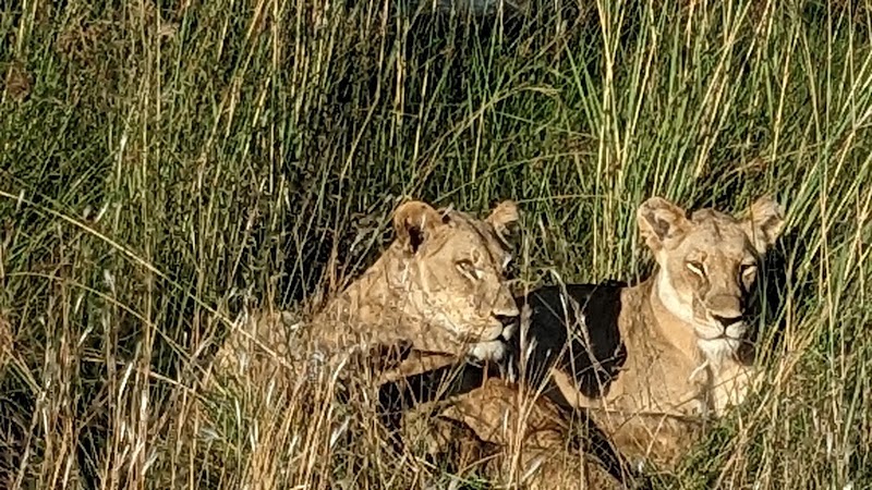 Photo 2 at Okavango Wilderness Safaris in Maun
