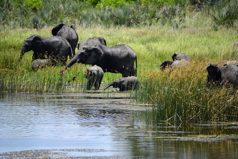 Photo 4 at Okavango Wilderness Safaris in Maun
