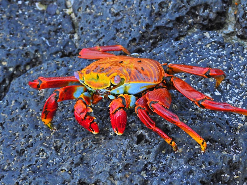 Photo 5 at Parque Nacional Galápagos in El cascajo