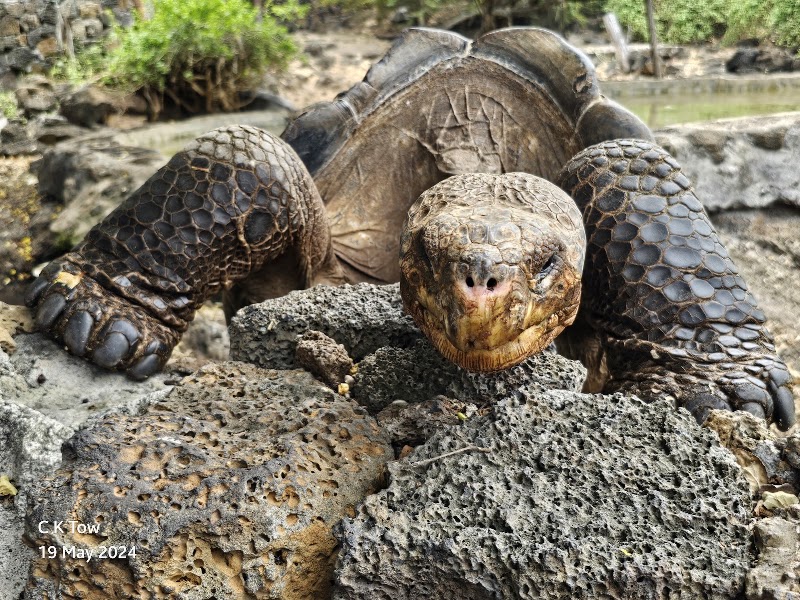Photo 3 at Parque Nacional Galápagos in El cascajo