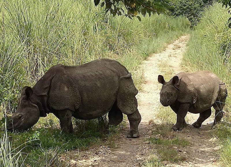 Photo 1 at Chitwan National Park in 