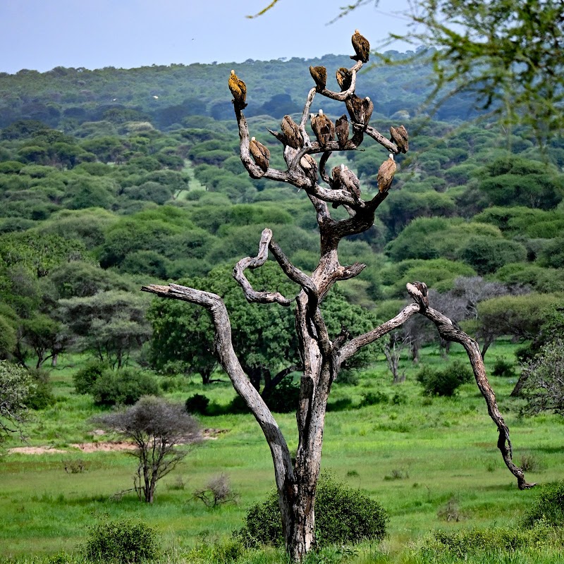Photo 4 at Tarangire National Park in 