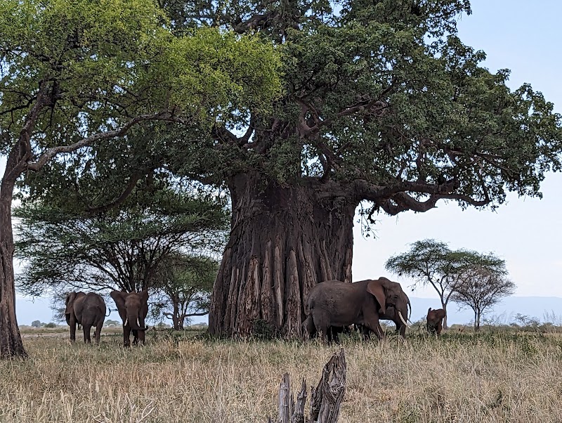 Photo 1 at Tarangire National Park in 