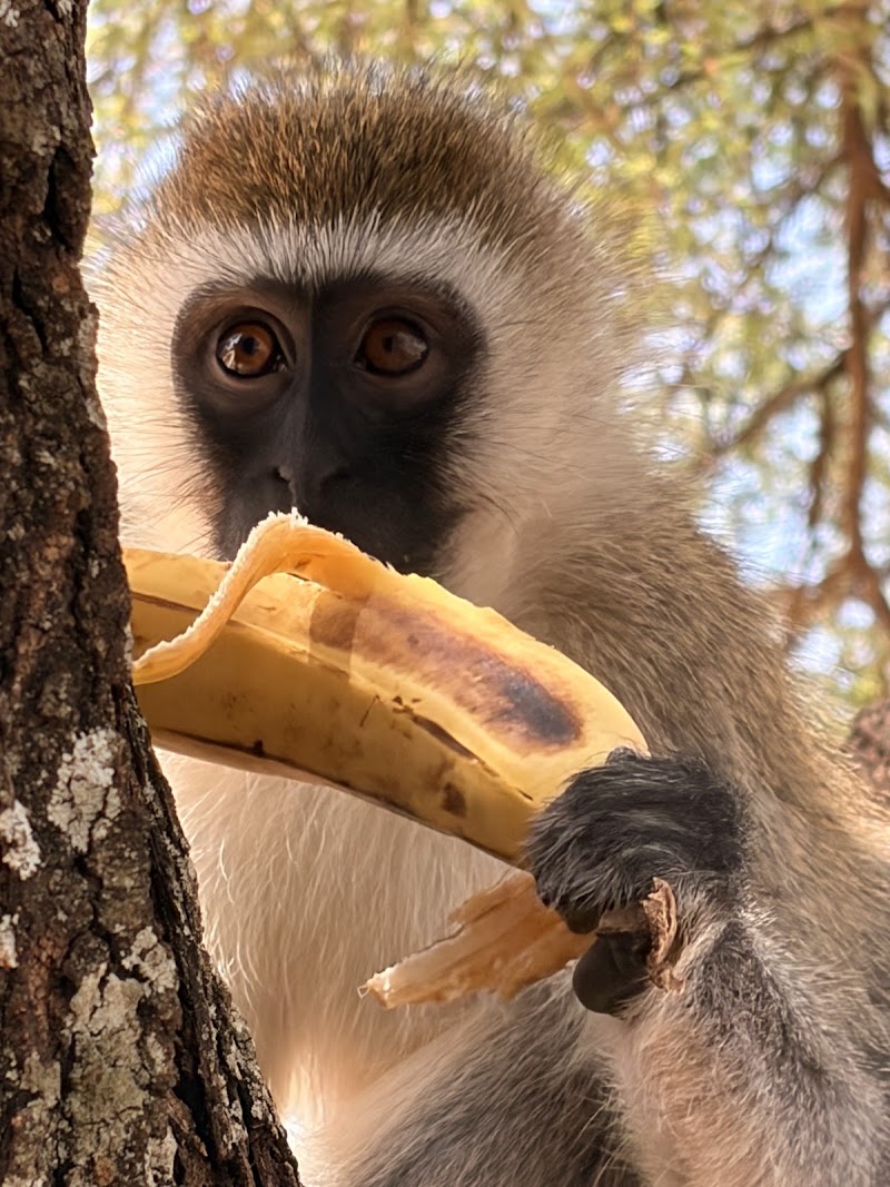 Photo 2 at Tarangire National Park in 