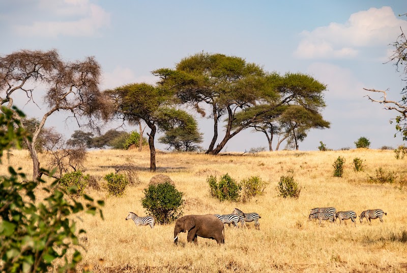 Photo 6 at Tarangire National Park in 