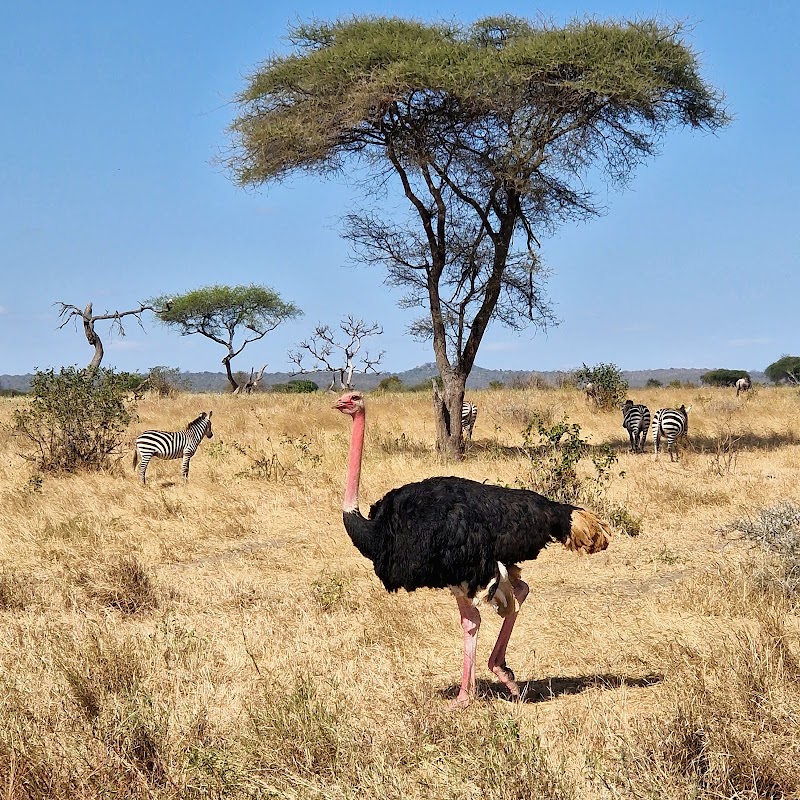 Photo 3 at Tarangire National Park in 