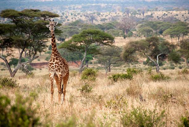 Photo 5 at Tarangire National Park in 