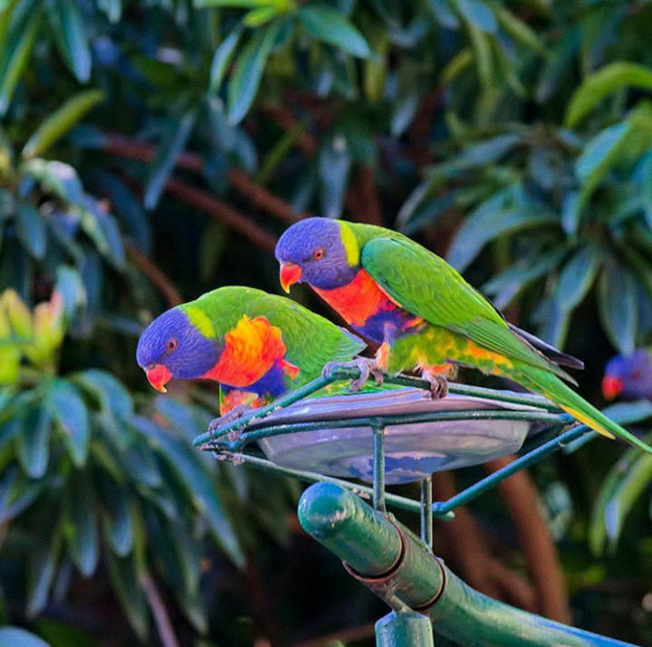 Photo 4 at Currumbin Wildlife Sanctuary in Currumbin