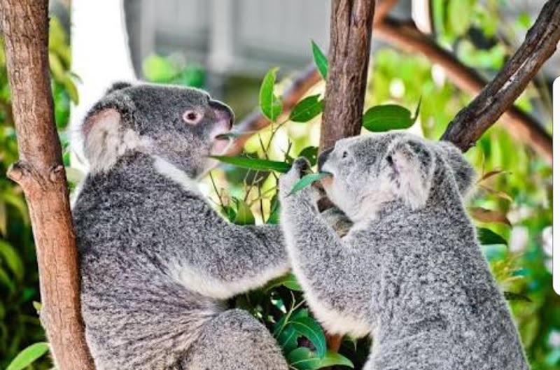 Photo 1 at Currumbin Wildlife Sanctuary in Currumbin