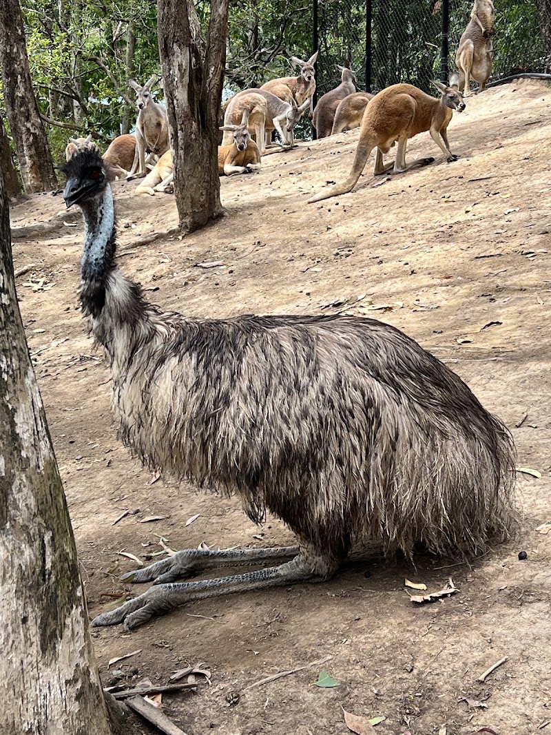 Photo 3 at Currumbin Wildlife Sanctuary in Currumbin