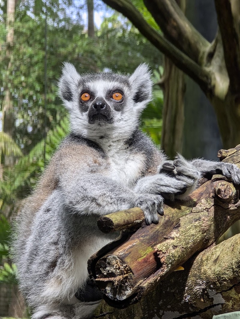 Photo 6 at Currumbin Wildlife Sanctuary in Currumbin
