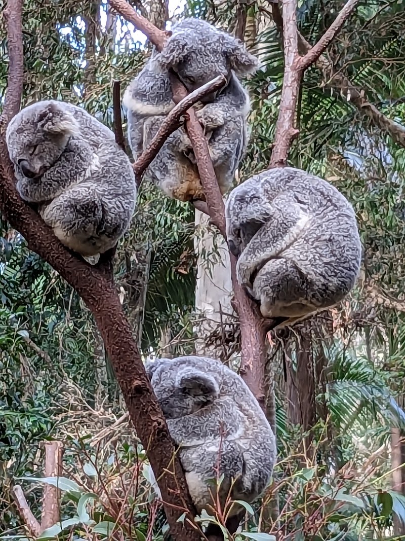 Photo 5 at Currumbin Wildlife Sanctuary in Currumbin