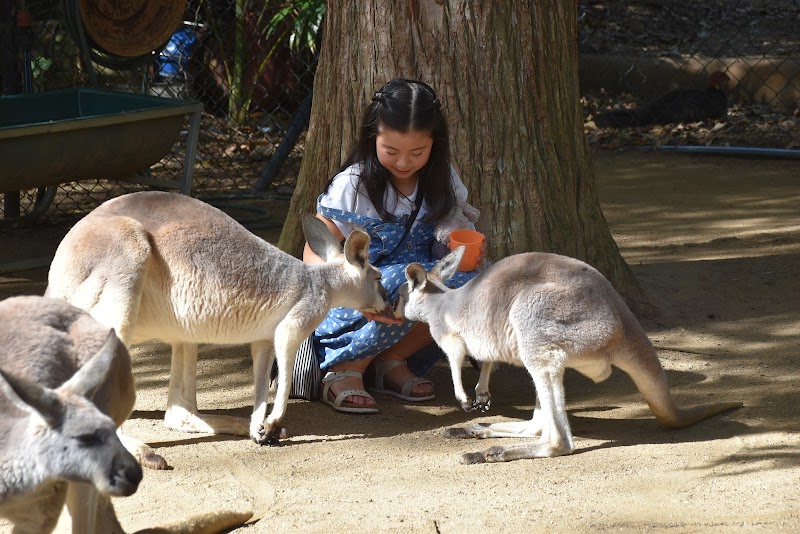 Photo 2 at Currumbin Wildlife Sanctuary in Currumbin