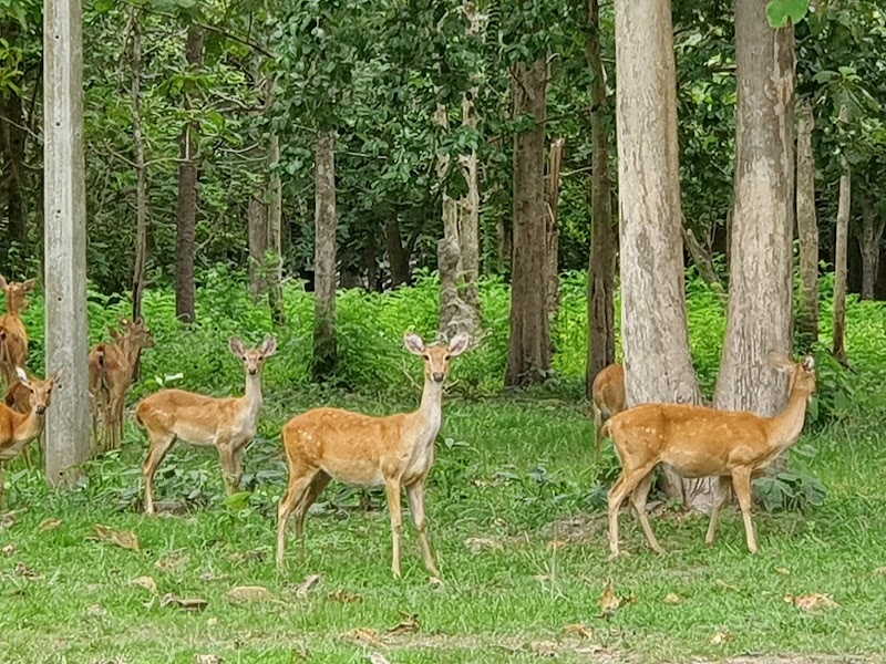 Huai Kha Khaeng Wildlife Sanctuary in Rabam