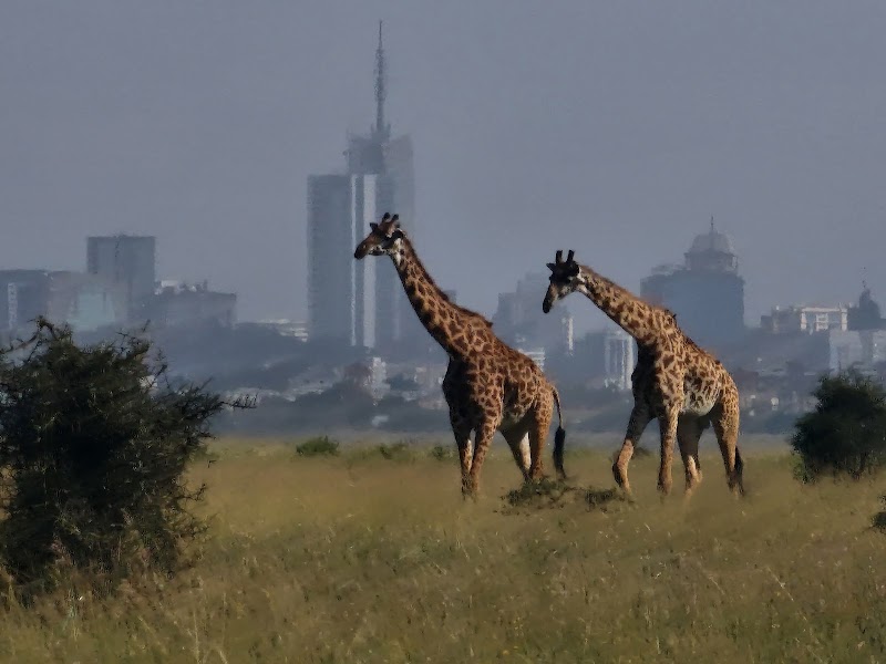 Photo 2 at Nairobi National Park in Nairobi