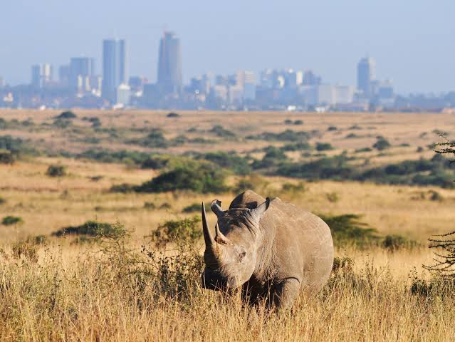 Nairobi National Park in Nairobi