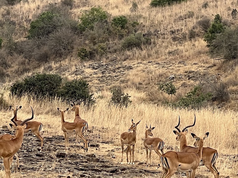 Photo 4 at Nairobi National Park in Nairobi