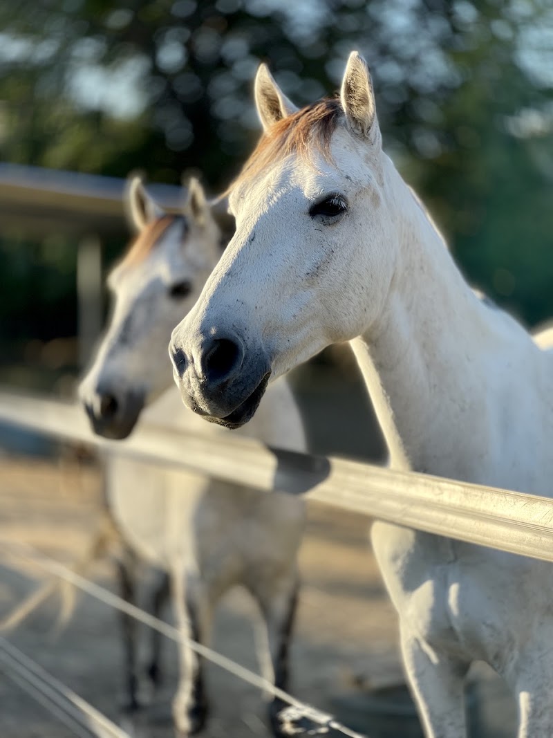 Photo 6 at Big Sky Stables, Nicaragua in Escamequita