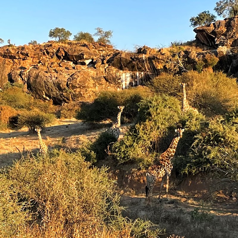 Photo 3 at Mashatu Game Reserve in Pont Drift
