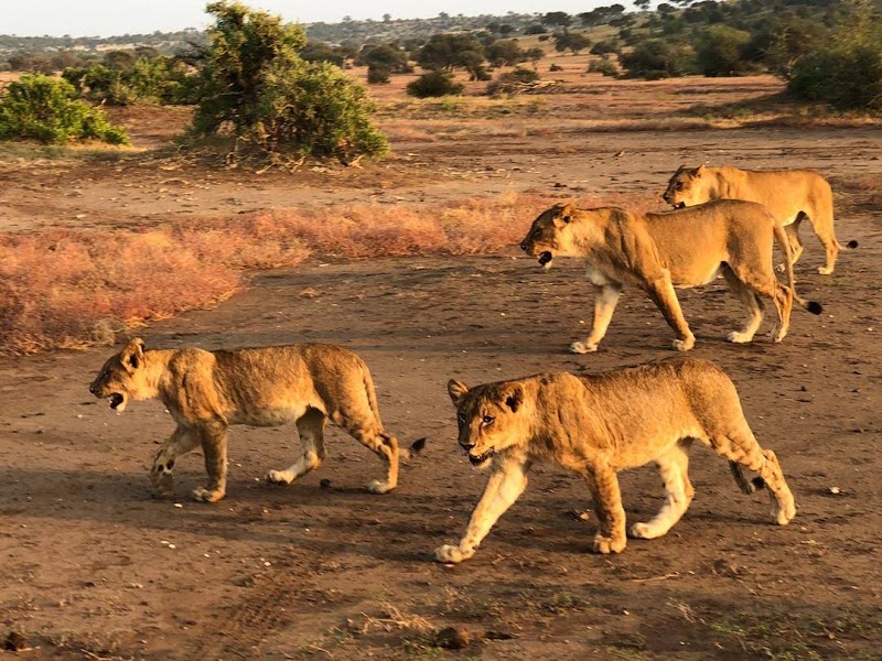 Photo 1 at Mashatu Game Reserve in Pont Drift