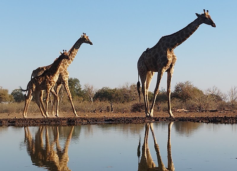Photo 2 at Mashatu Game Reserve in Pont Drift