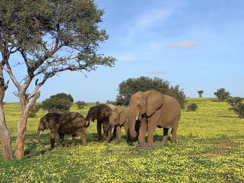 Mashatu Game Reserve in Pont Drift