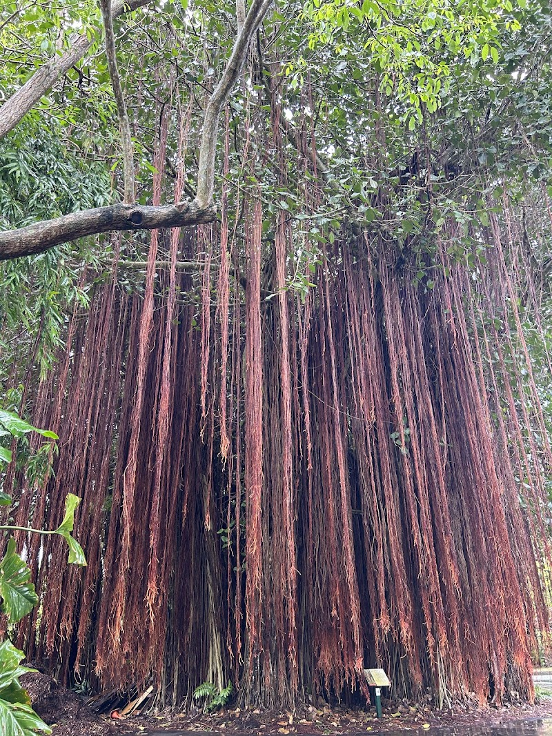 Photo 3 at The Kampong, National Tropical Botanical Garden in Miami