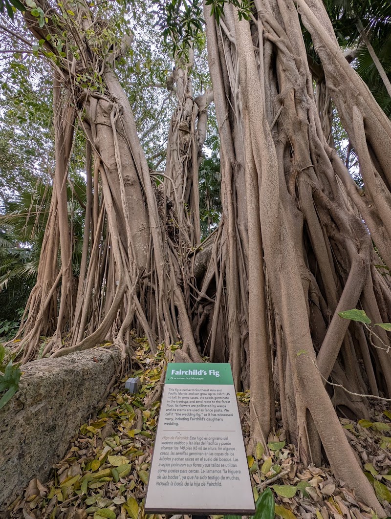 Photo 6 at The Kampong, National Tropical Botanical Garden in Miami