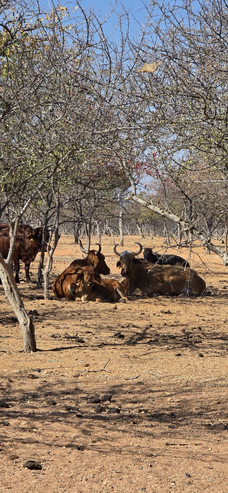 Photo 4 at Otjikandero Himba Orphan Village in Kamanjab