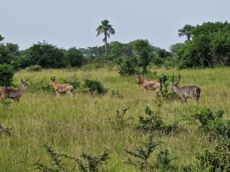 Saadani National Park in 
