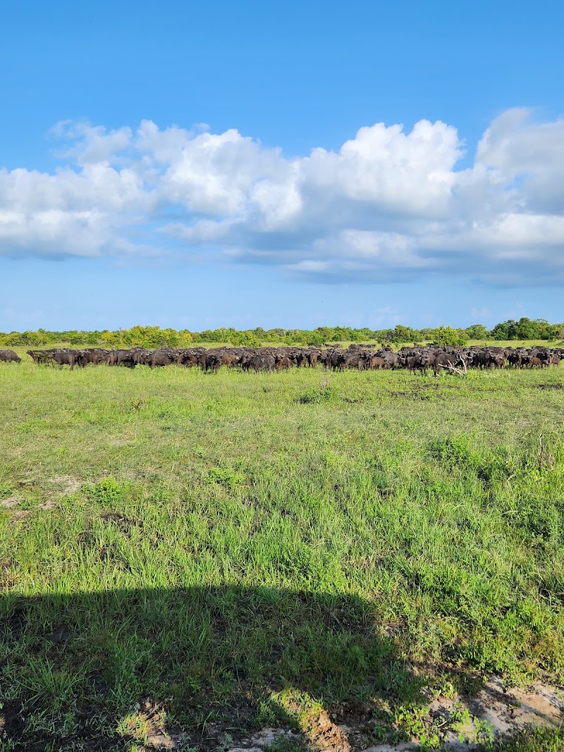 Photo 5 at Saadani National Park in 