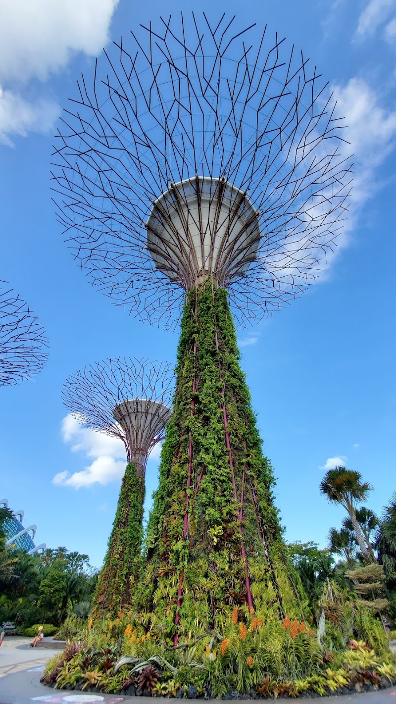 Photo 5 at Supertree Grove in Singapore