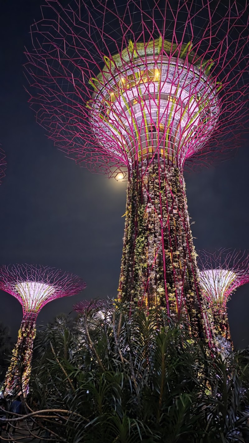 Photo 1 at Supertree Grove in Singapore