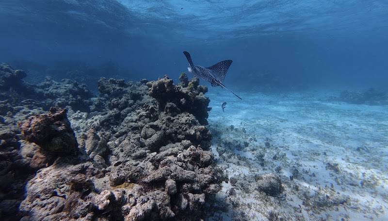 Photo 5 at Antigua Reef Riders in 
