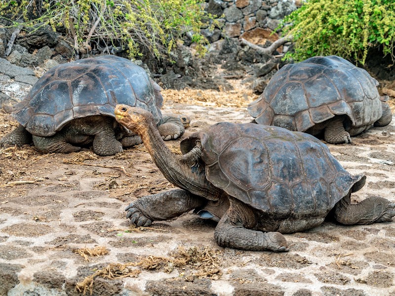 Photo 3 at Charles Darwin Research Station in Puerto Ayora