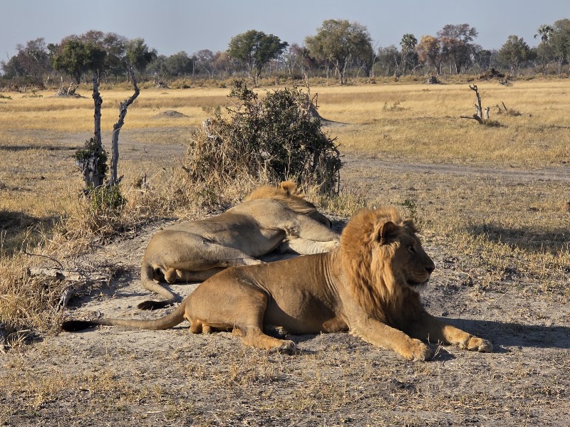 Photo 6 at Kalahari Breeze Safaris in Maun