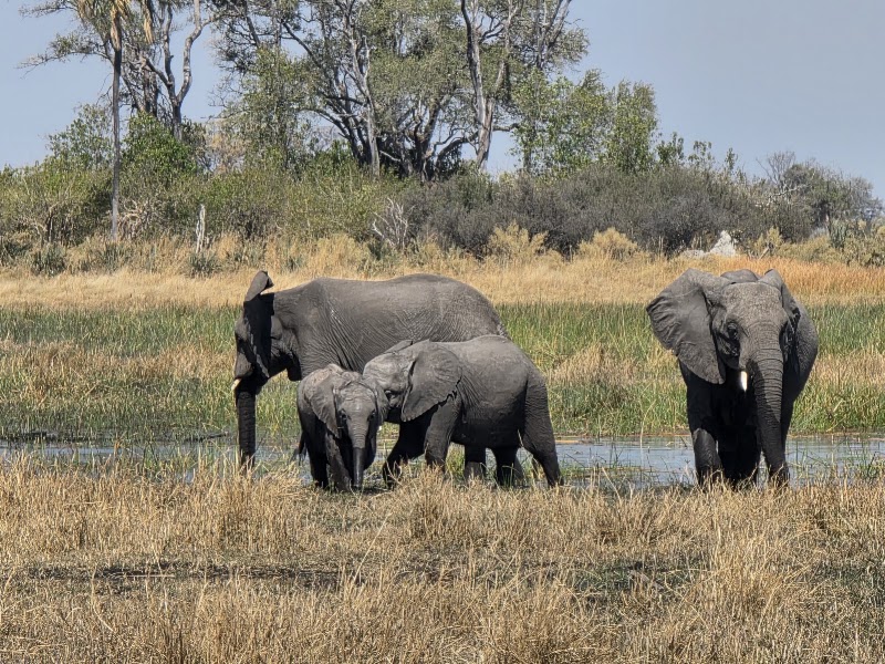 Photo 1 at Kalahari Breeze Safaris in Maun