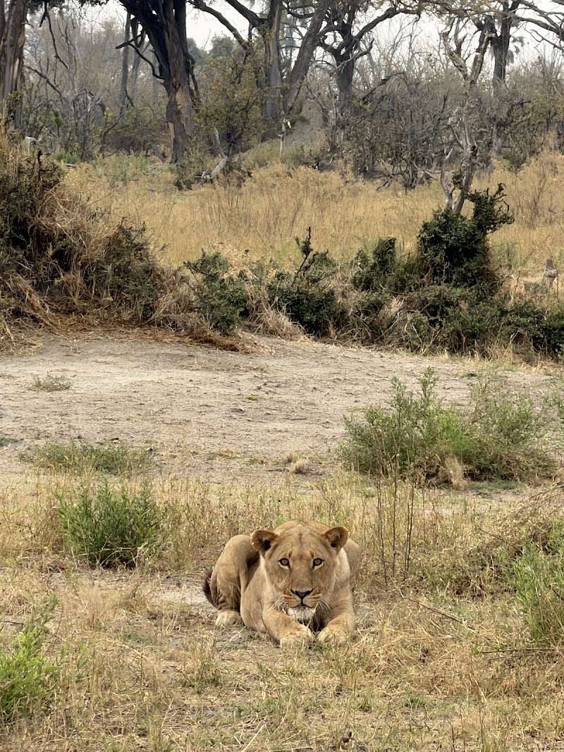 Photo 4 at Kalahari Breeze Safaris in Maun