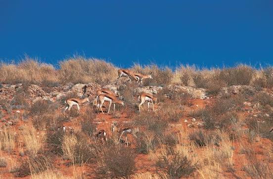 Photo 2 at Kgalagadi Transfrontier Park in 