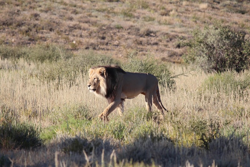 Photo 1 at Kgalagadi Transfrontier Park in 