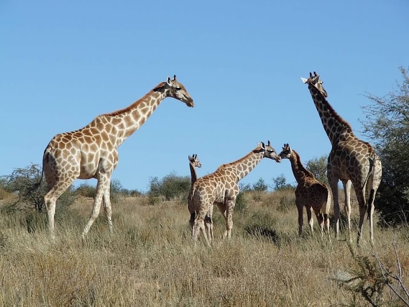 Photo 3 at Kgalagadi Transfrontier Park in 