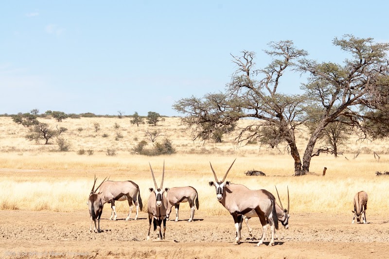Kgalagadi Transfrontier Park in 
